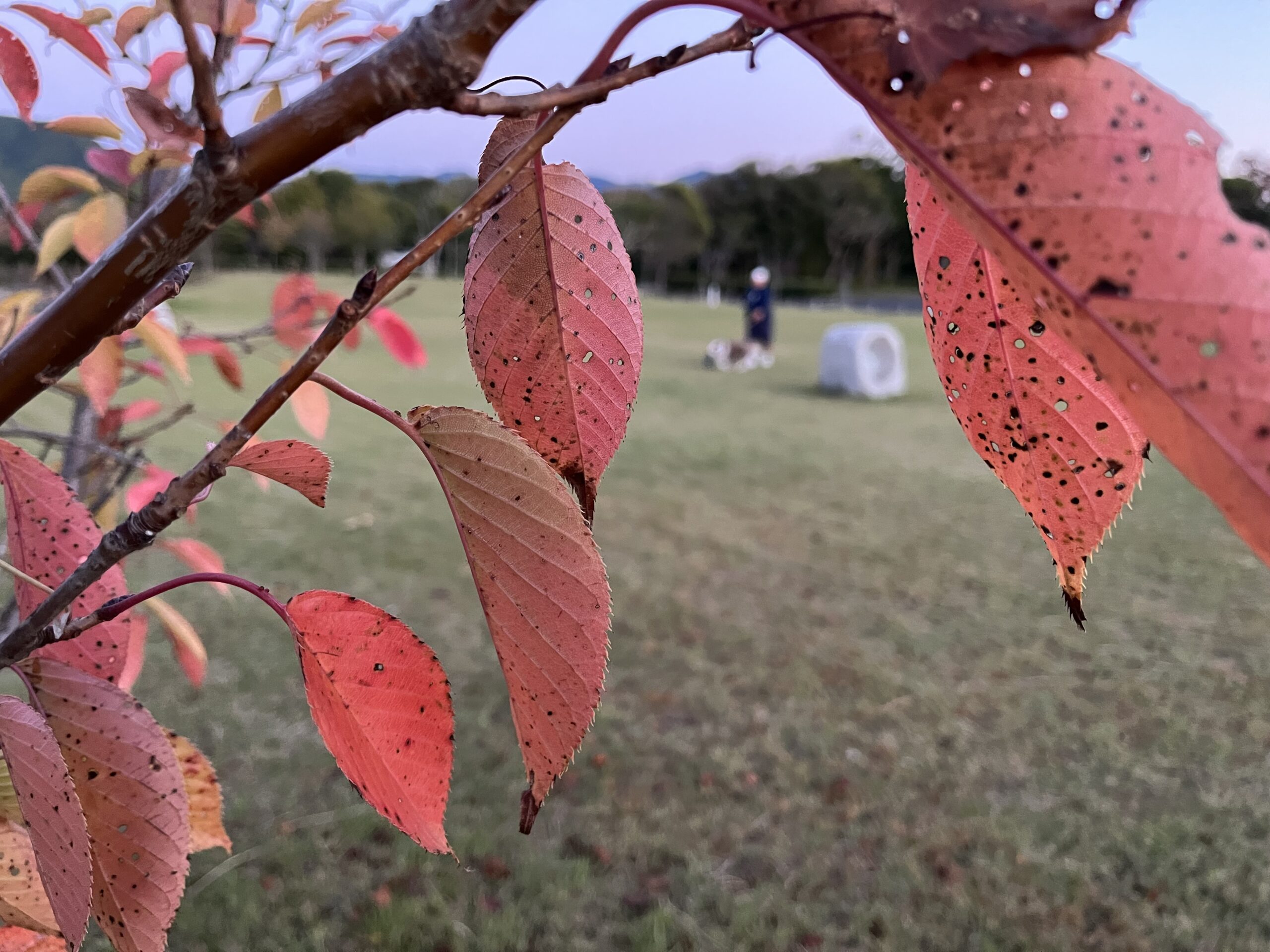 末盧館 紅葉