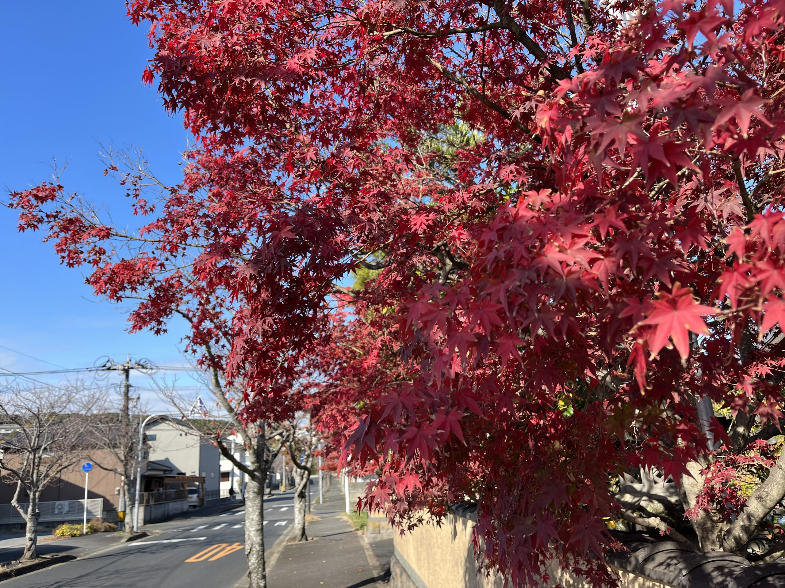 クロスロード英会話　菜畑　紅葉